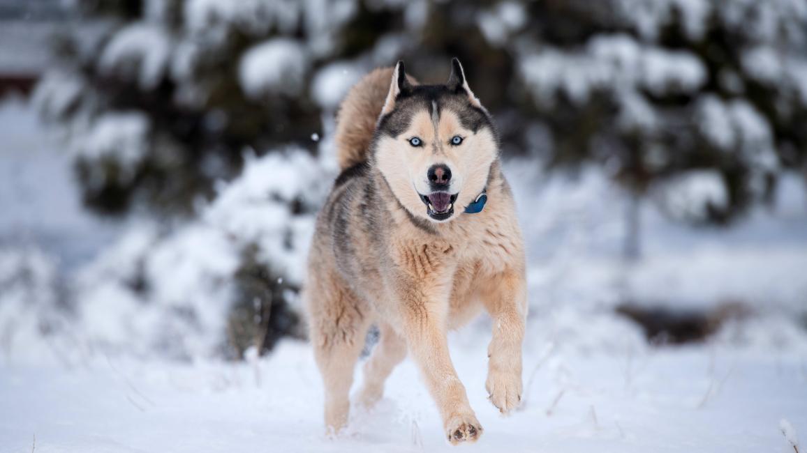 Husky-type dog running outside in the snow