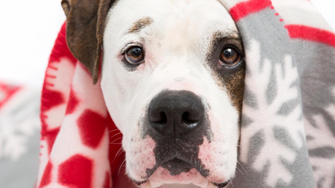 "Lap Dogs, Not Laptops" - Adopt a Pet from Best Friends on Black Friday for Just $10