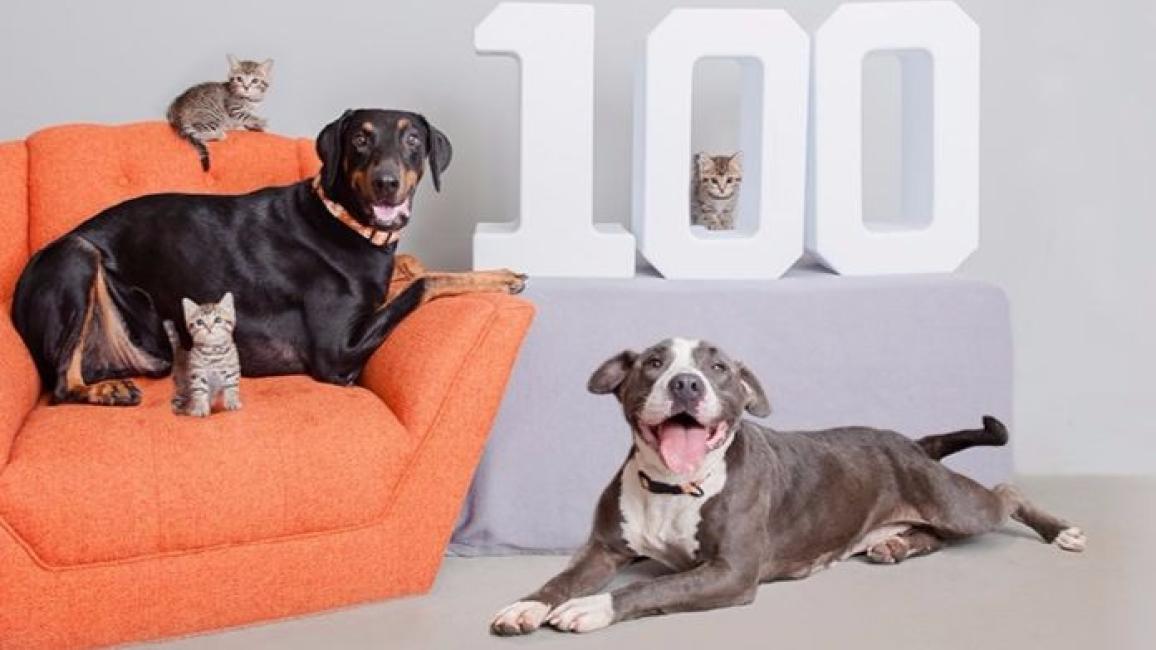 This Black Friday, pet lovers can get a great deal on a lap dog or smart cat during Best Friends Animal Society’s #Holiday100