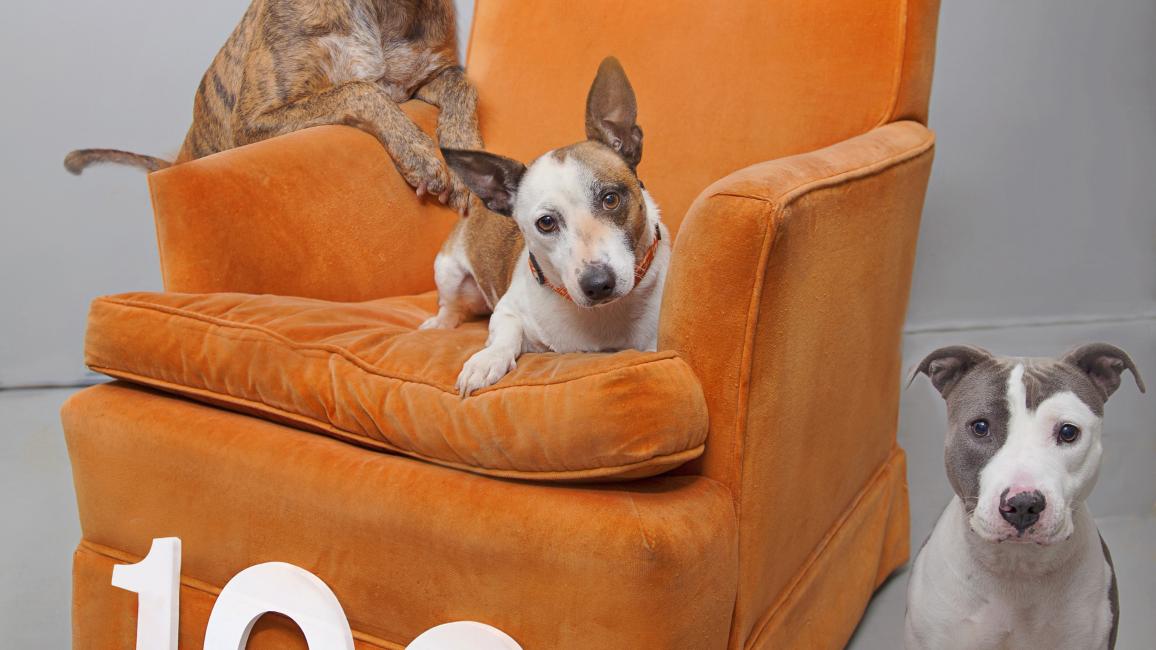 Dogs on an orange chair