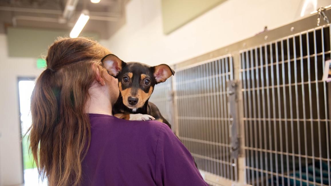 Person holding a puppy over her shoulder beside stainless steel kennels