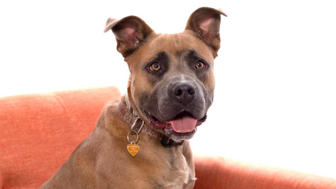 Hollywood the dog sitting on an orange chair next to a stuffed toy