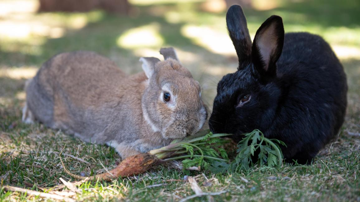 Torvi and Hope the rabbits outside with a carrot