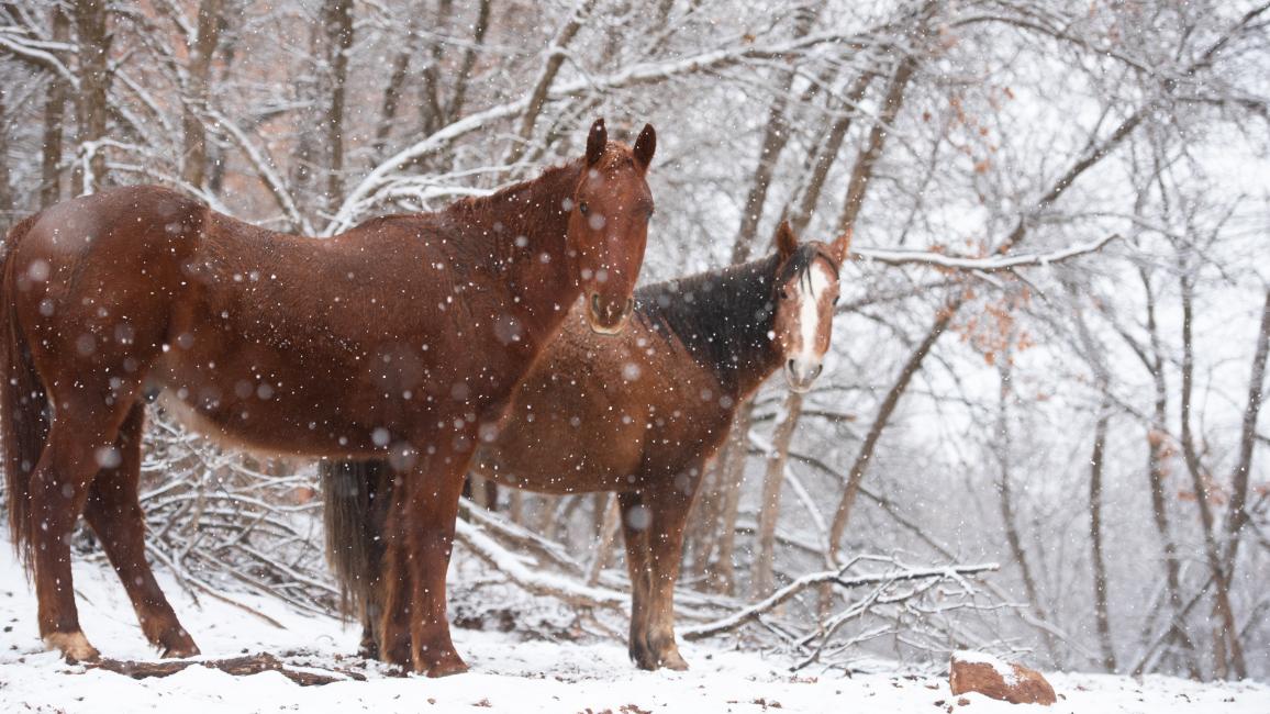 Hawkeye and Bramble the horses standing while it's snowing around them