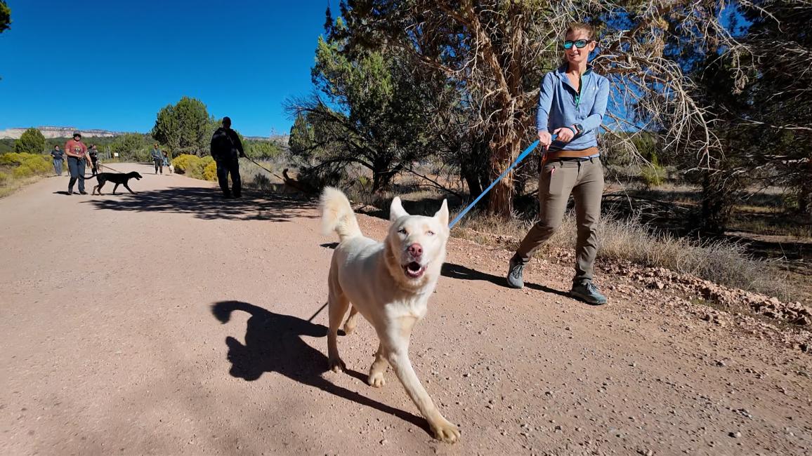 Person walking white husky dog at the Sanctuary