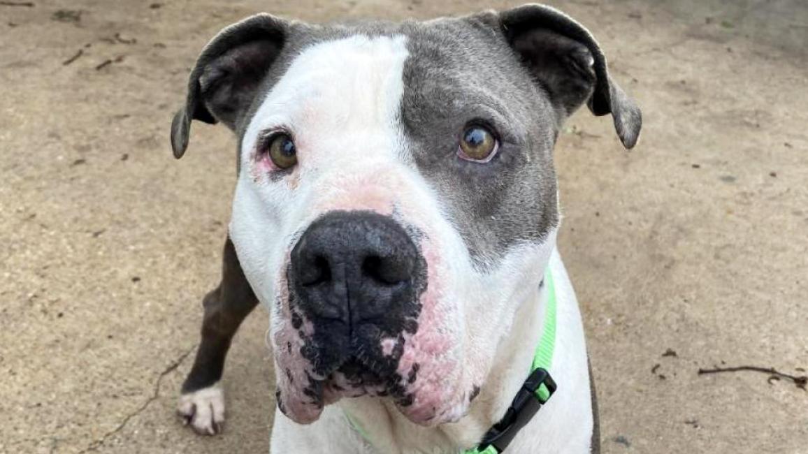 Bruce the Great Dane-mastiff mix dog