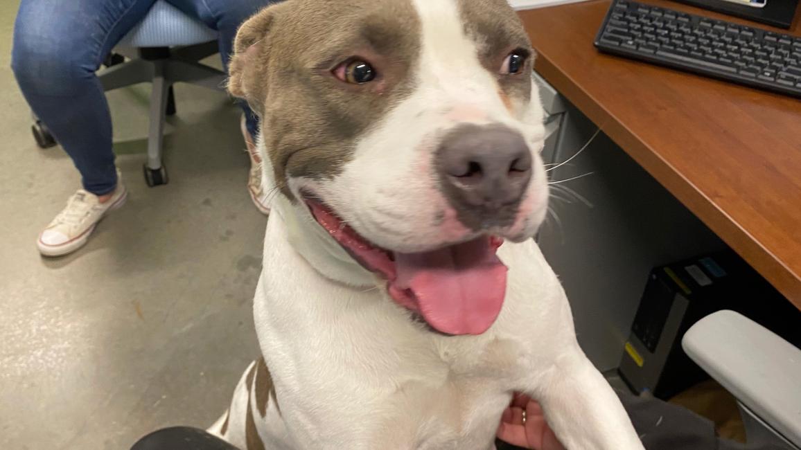 Gracie Lou the dog in an office