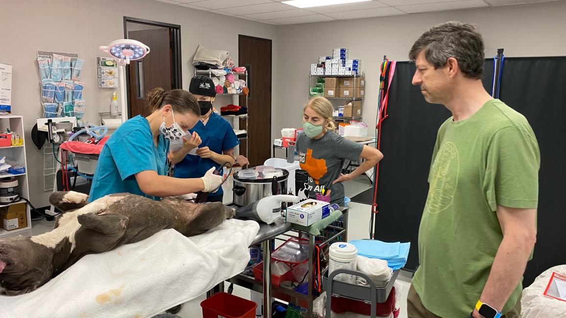 A dog being spayed or neutered in Houston
