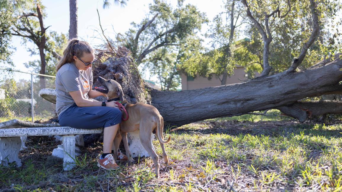 Person with a dog with a downed tree in Florida after Hurricane Milton