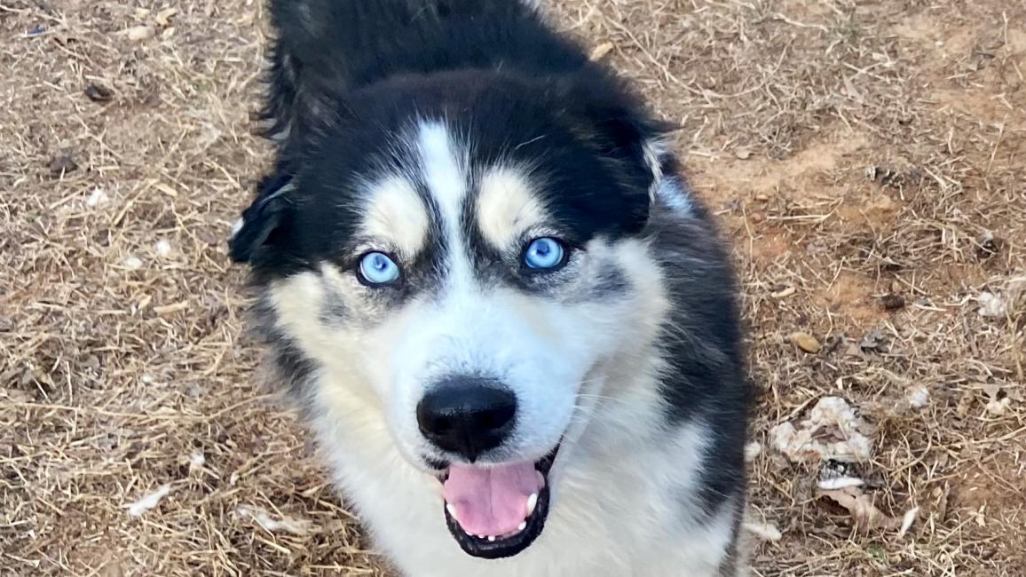 Hank the husky mix dog, standing outside with his mouth open smiling