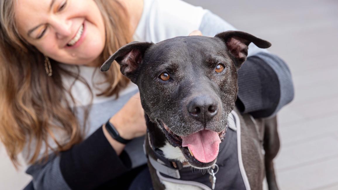 Smiling person behind an aging black and white pit-bull-type dog who is smiling