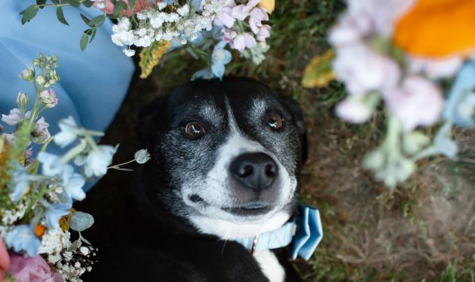 Cooper the dog surrounded by flowers