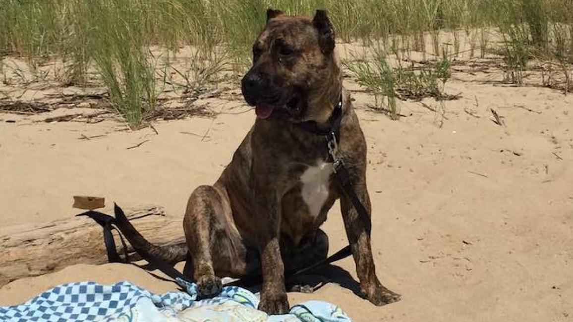 Selenium test image - create