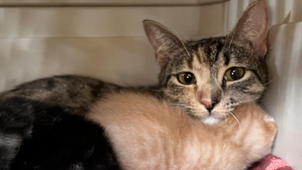 Edamommy the mama cat in a carrier with her kittens