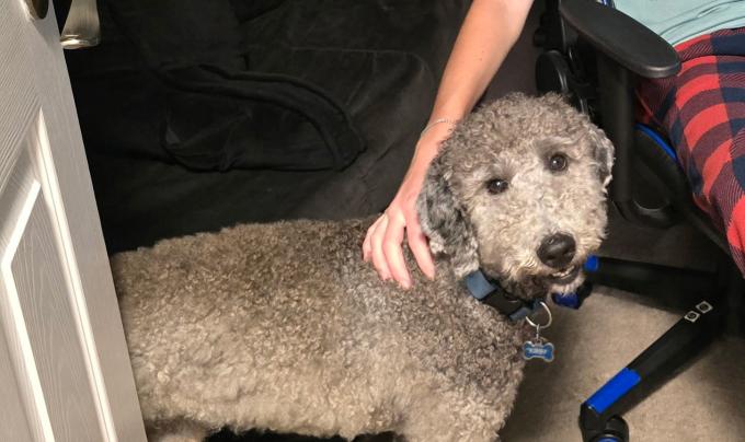 Person petting Bentley the doodle