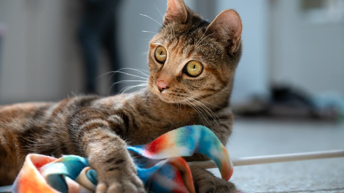 Indy the cat playing with a colorful wand toy