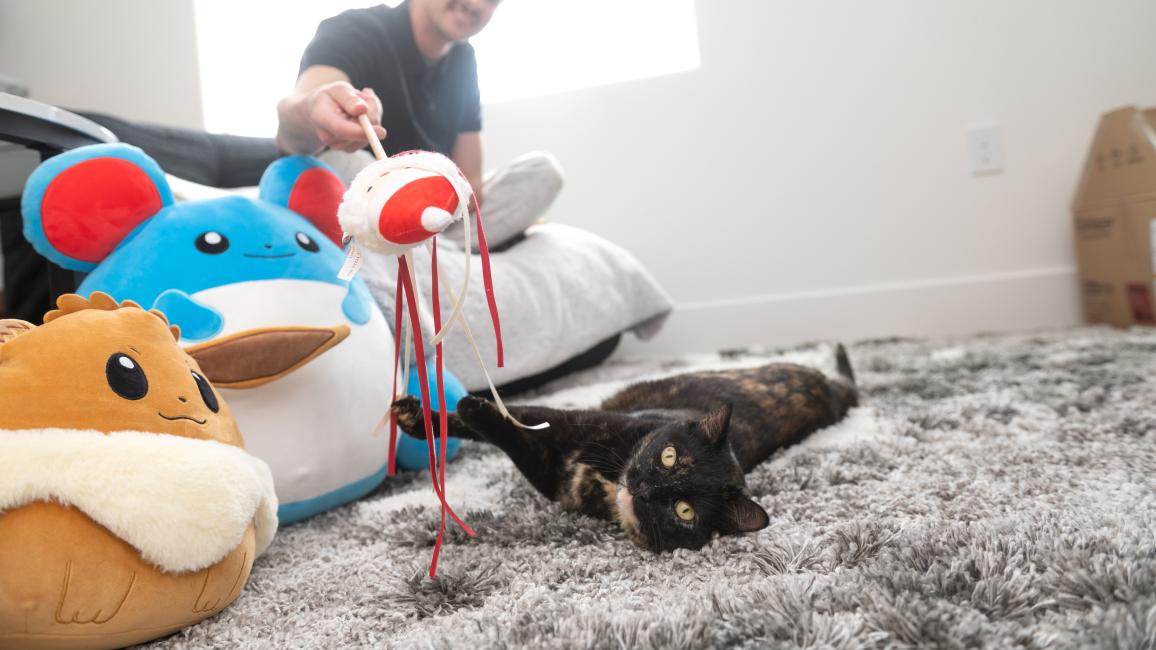 Isaac playing with a wand toy with Emmalee the cat