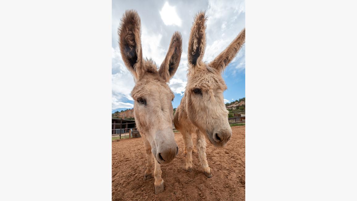 Jack and Rubia the donkeys outside next to each other, with upright ears