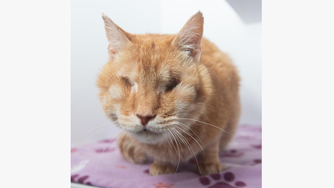 Jack, the orange tabby cat without eyes