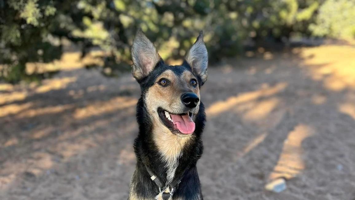Jalapeño the dog, smiling, while sitting on sand in front of some trees
