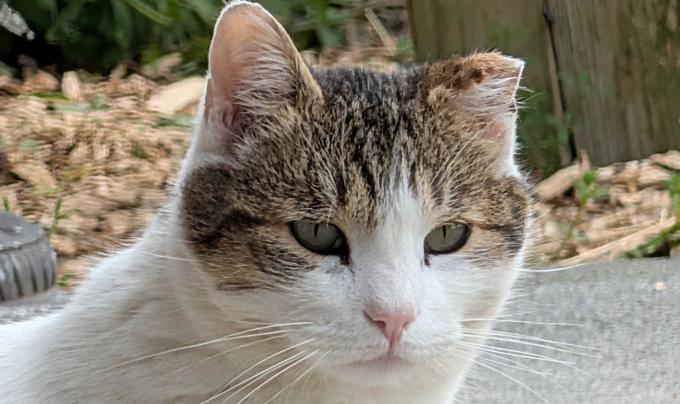 Timmy the community cat outside with an ear-tip