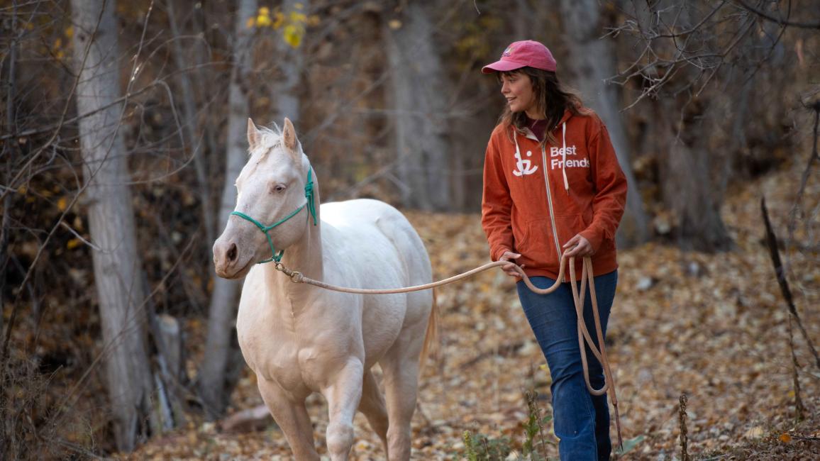 Person wearing a Best Friends sweatshirt leading Jeff the horse outside surrounded by fallen leaves