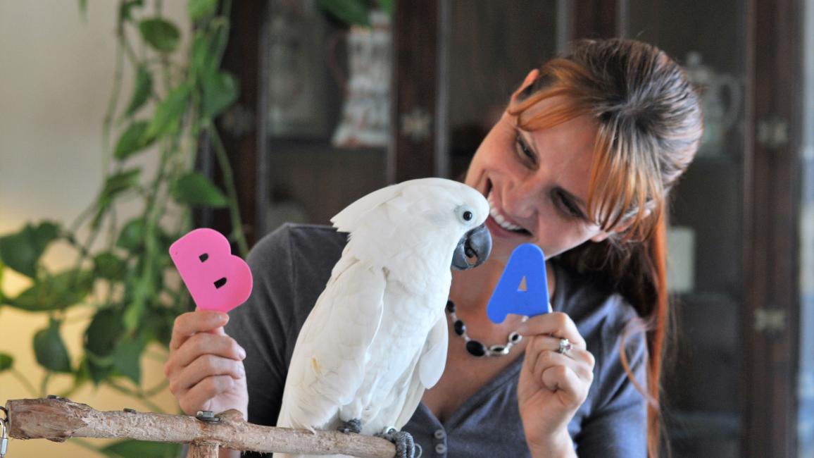 Jen Cunha holding letters A and B for Ellie the Goffin’s cockatoo to see