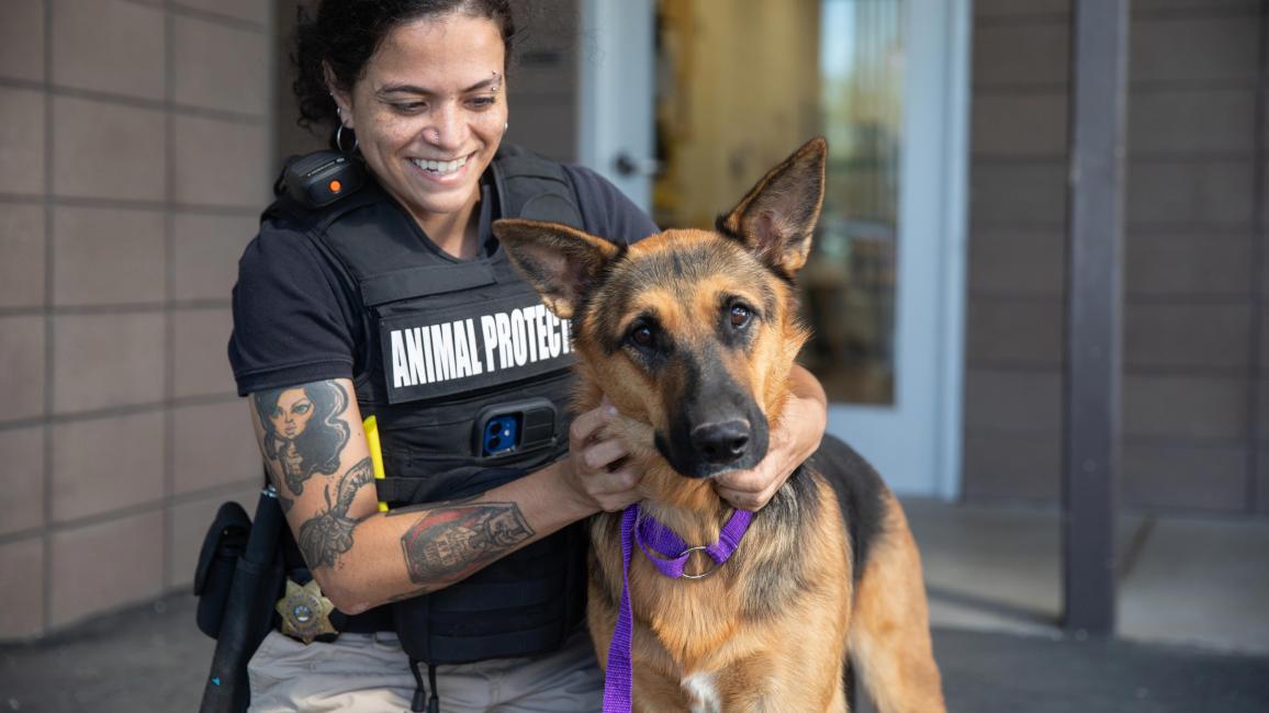 Shepherd dog with a smiling animal control officer