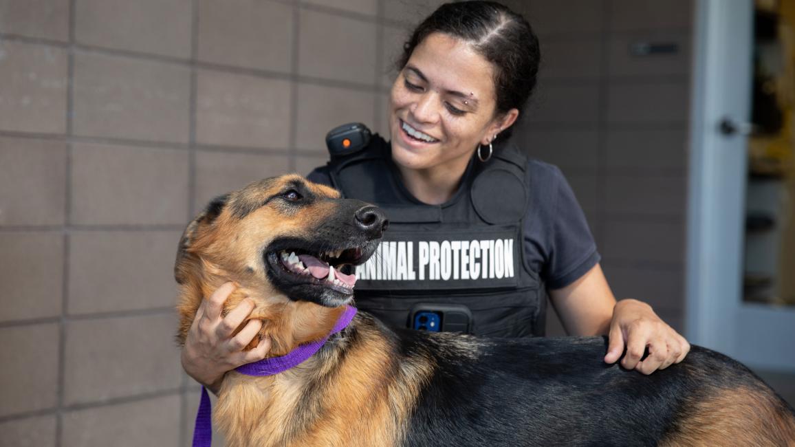 Animal control officer petting a shepherd dog