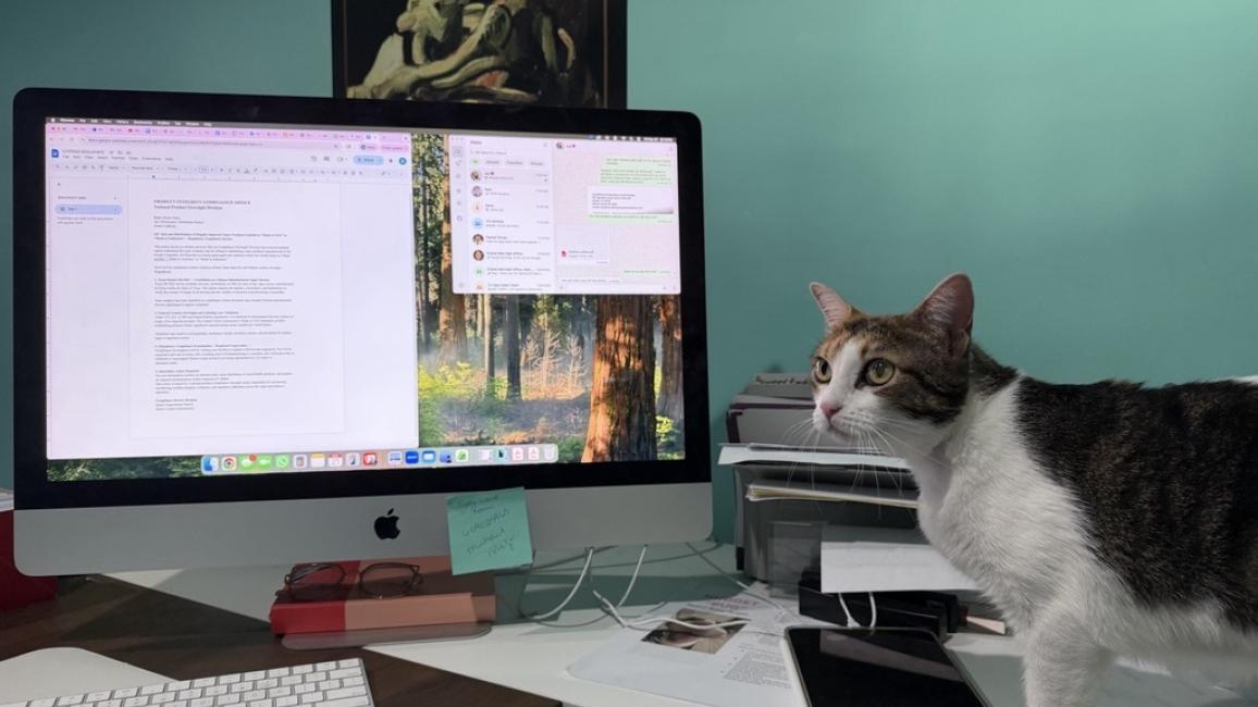 Bunny the cat beside a computer screen