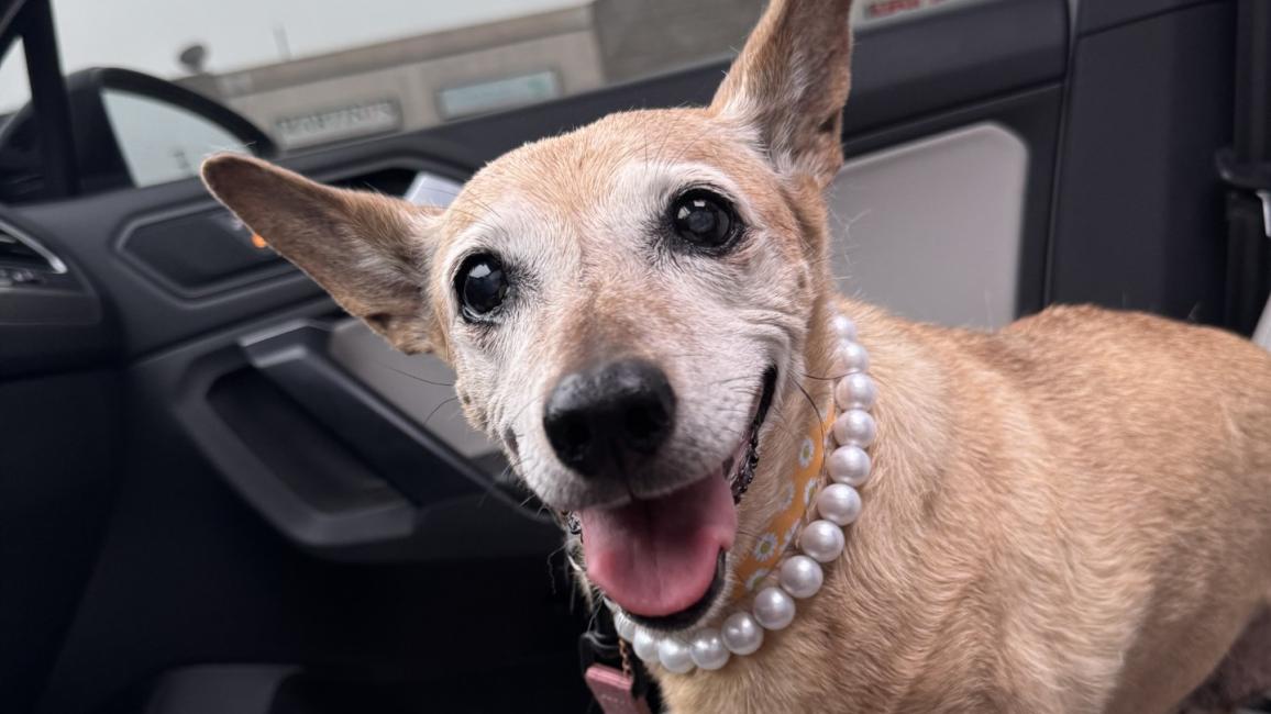 Betty the dog sitting in a car seat wearing pearls