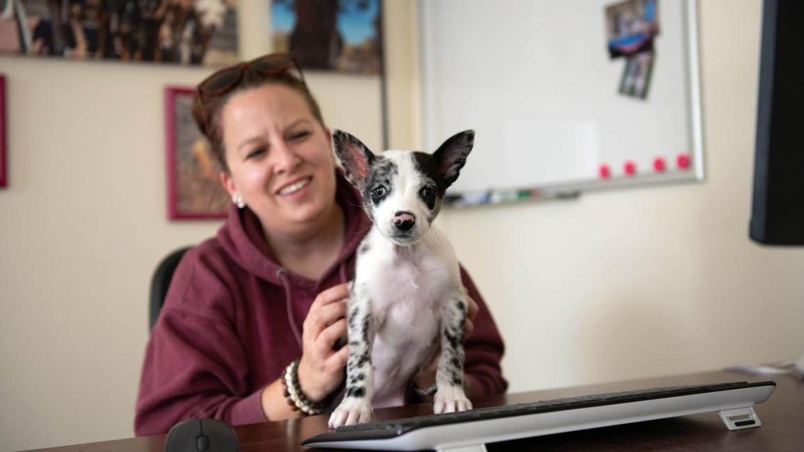 Polly Pocket the puppy on a desk with a person behind her petting her.
