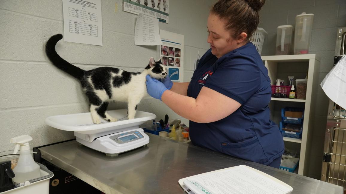 Person wearing scrubs and rubber gloves petting a cat on a scale
