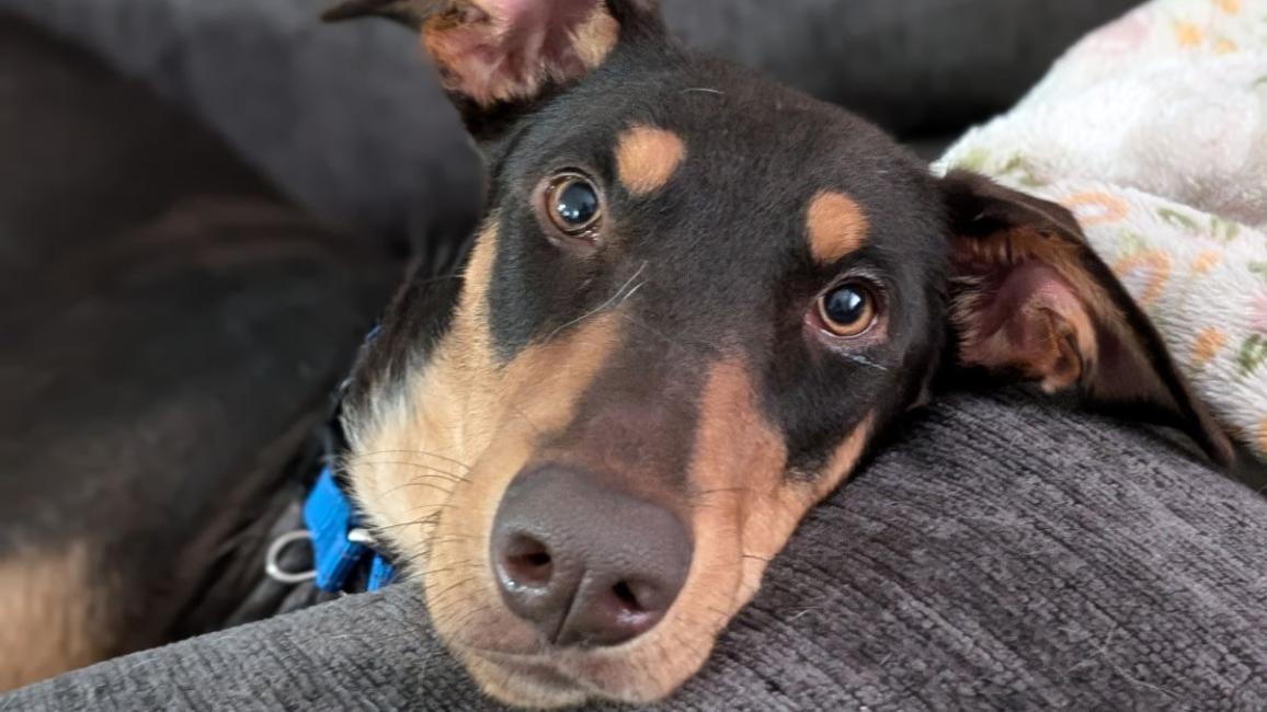 Maddie the dog lying down on a gray cushion