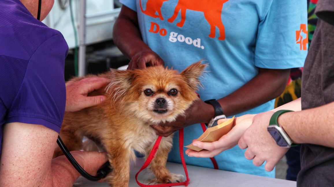 Multiple people doing medical work on a small brown dog