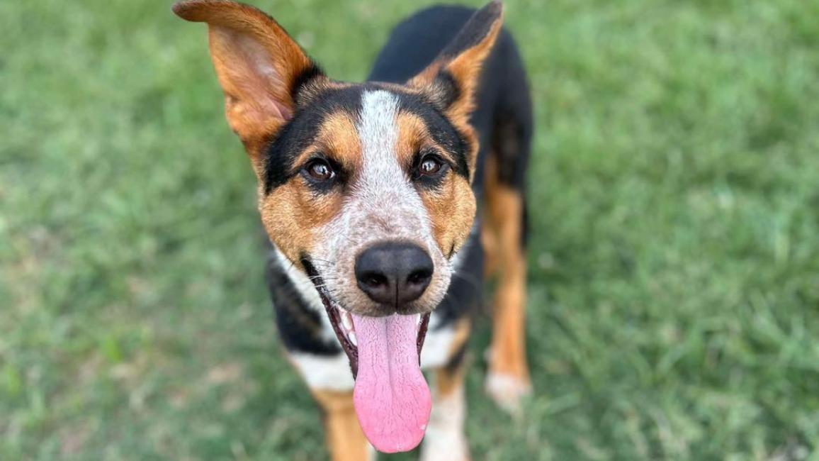Black, white and tan dog with his tongue out, outside on grass