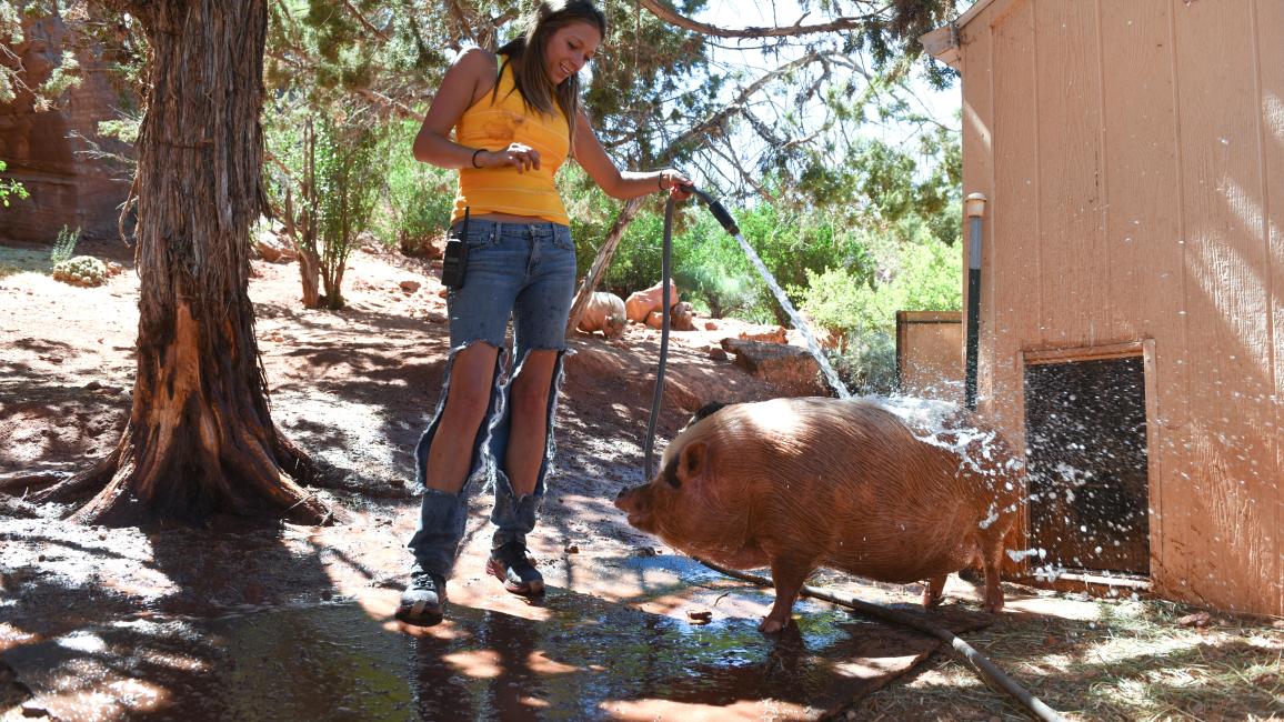 Person spraying a pig with a hose