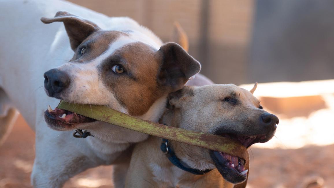 Jules and Lannister the dogs playing together, each holding opposite sides of the same stick with their mouths