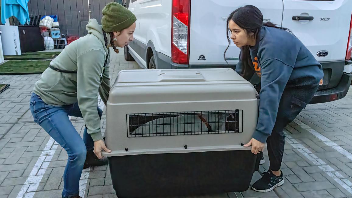 Two people lifting a large crate containing a dog as part of a transport during the Los Angeles wildfires