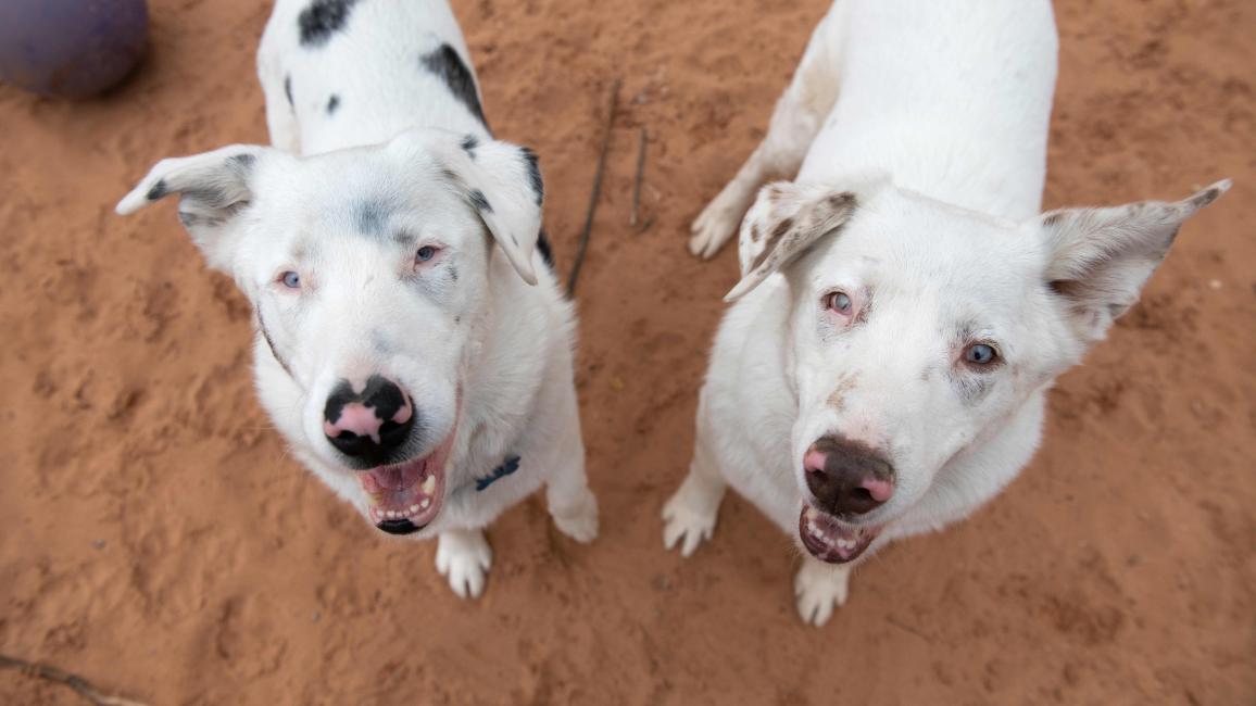 Kansas and Twister, the merle-patterned dogs, standing on sand