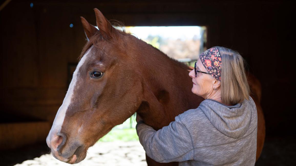 Volunteer Karin Hamilton massaging Rudy the horse