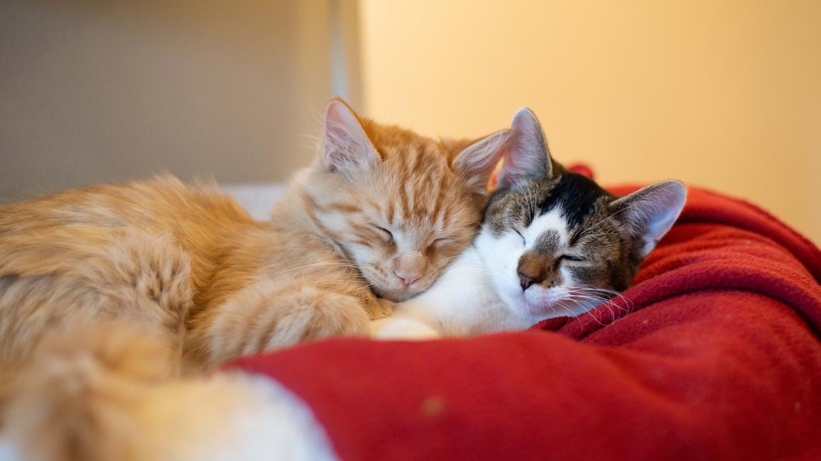 Two kittens snuggled sleeping together on a red bed