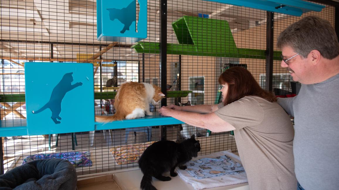 Felv hot sale cat sanctuary