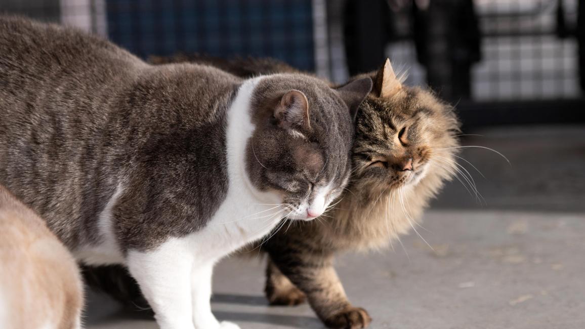 Kenneth the cat affectionately rubbing heads with Brian another cat