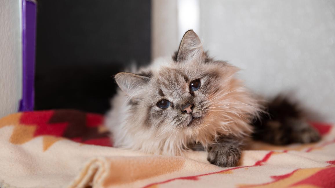 Adelaide, a longhair Siamese type cat in a kennel on a blanket