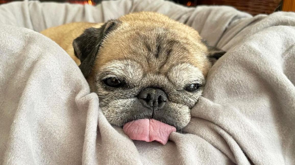 Noodle the pug lying in his bed with his tongue sticking out