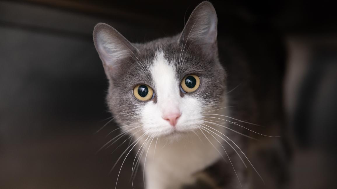Gray and white cat in a kennel
