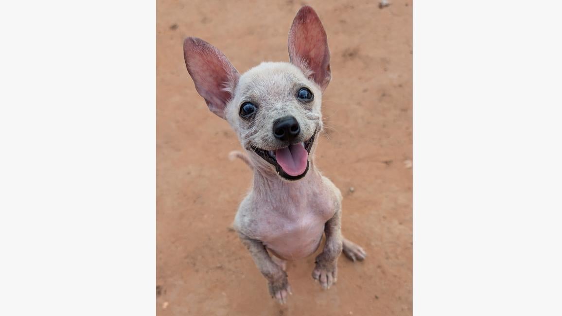 King Julian the dog standing up on his hind legs with his mouth open in a wide smile