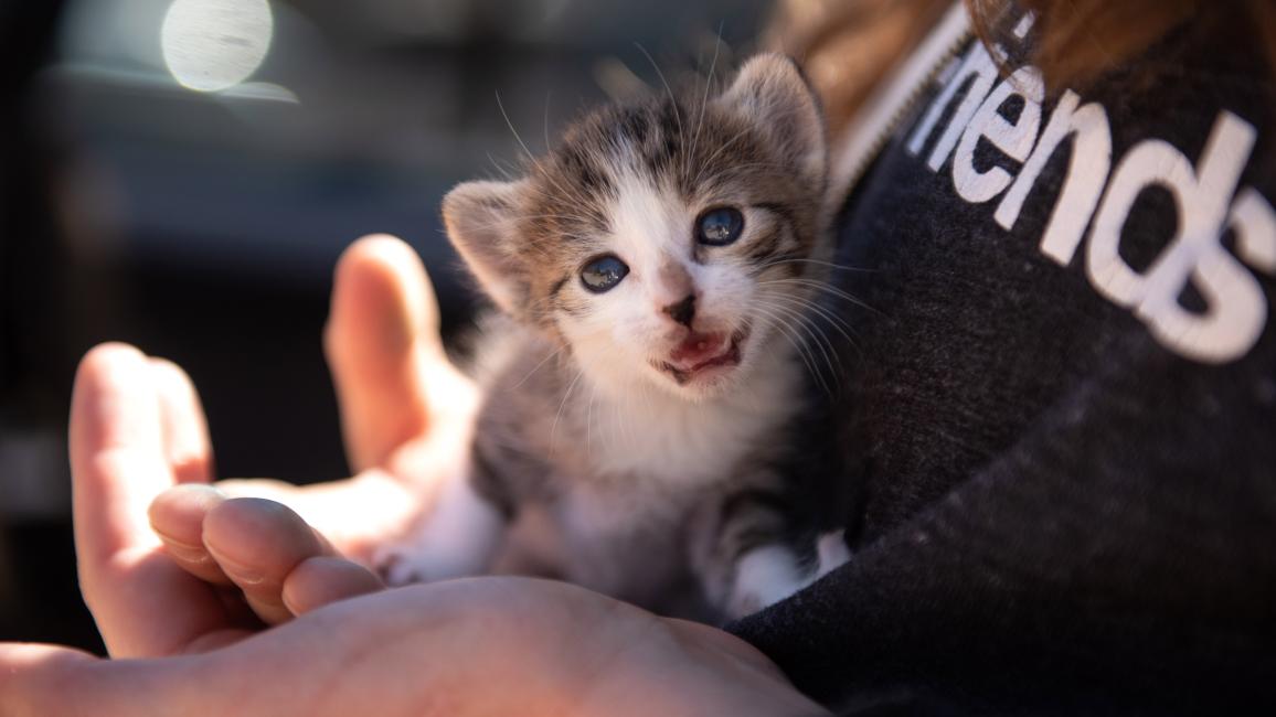 Person holding Arabelle the kitten, whose mouth is open in a meow