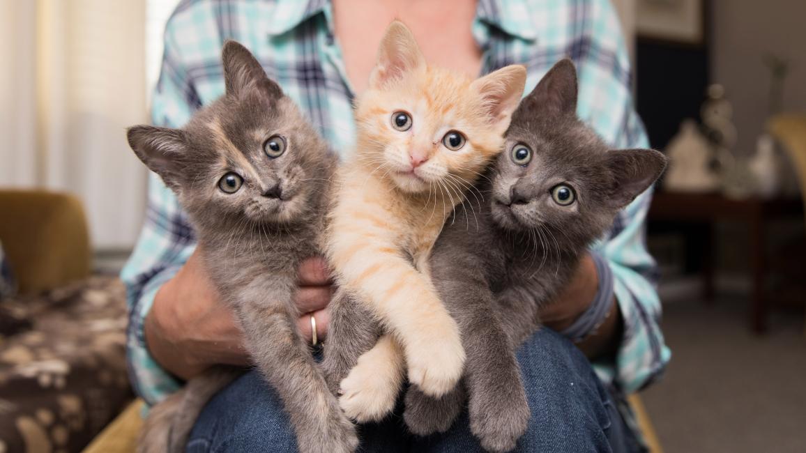Person holding three kittens in her hands